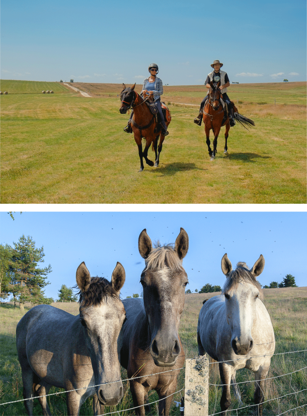 HEBERGEMENT-chevaux