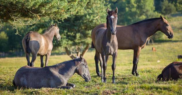 Chevaux-tarifs